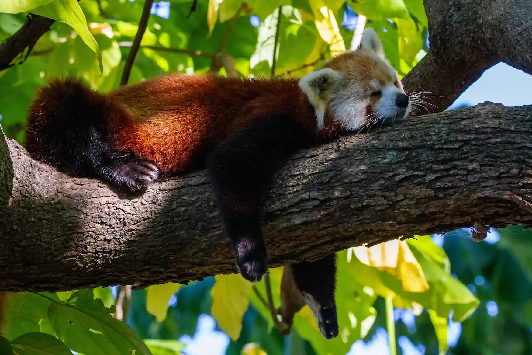 foto oso panda rojo bebe durmiendo