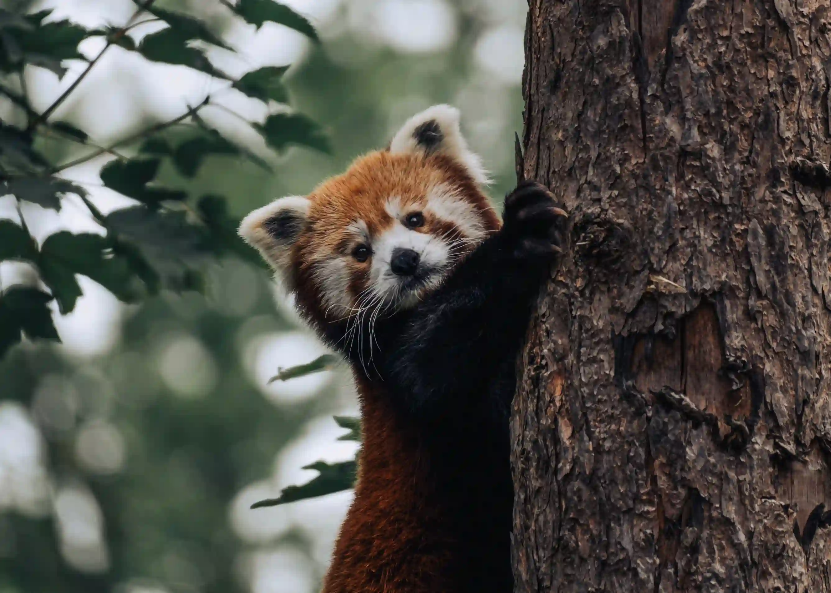 foto oso panda rojo bebe trepando